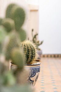 Cactus in een pot van Marika Huisman fotografie