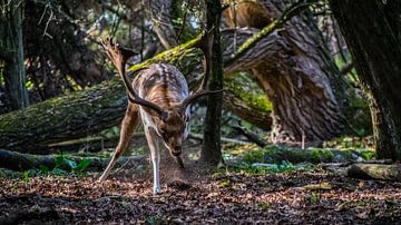 Fallow deer. by Robert Moeliker