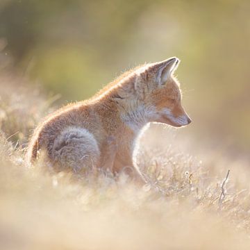 young fox by Pim Leijen