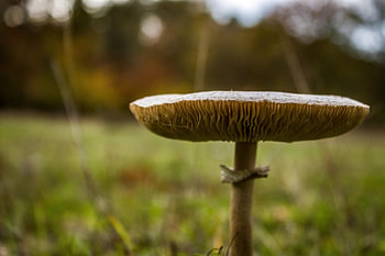 Mushroom