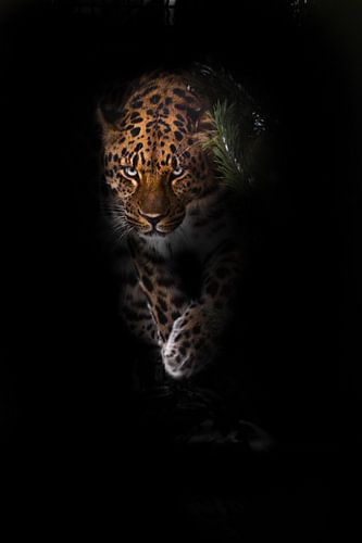 look of the beast. leopard isolated on a black background. Wild beautiful big cat in the night darkn