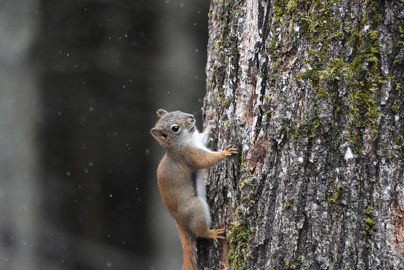 A red squirrel in the trap by Claude Laprise