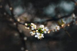 Blackthorn blossom detail by Marijke Groos