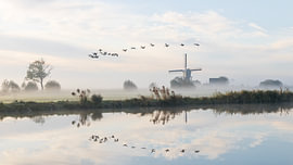 Geese by Floris Kleyn