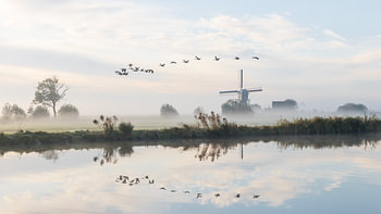 Des oies survolent le moulin d'Achthoven