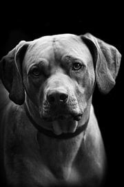 Ridgeback von Wybrich Warns