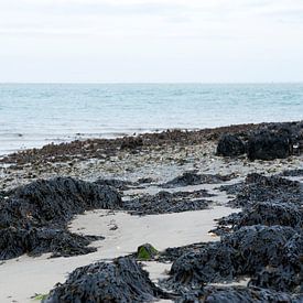 Sea life von Joyce Digital Art