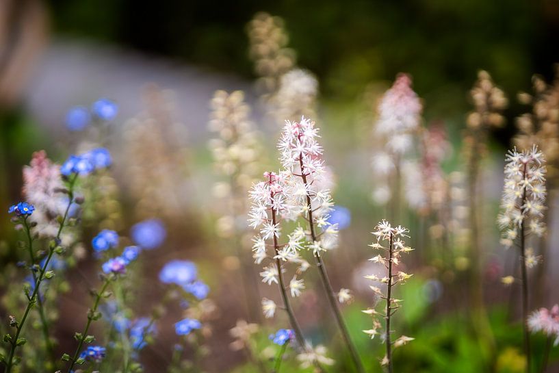 Blumenwiese von Gentleman of Decay