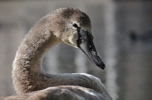 Young Swans