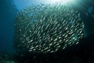 Fischen unter der mole von Arborek von Filip Staes Miniaturansicht