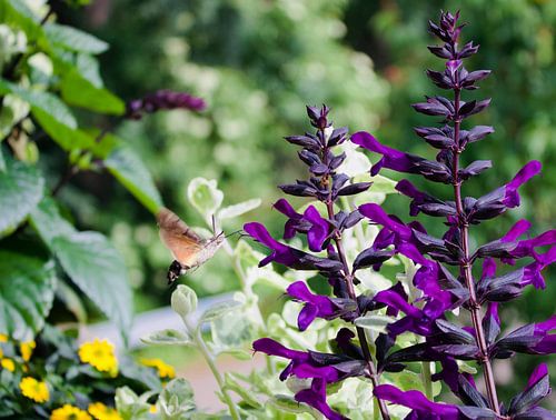 A hummingbird-tailed butterfly approaching colourful flowers
