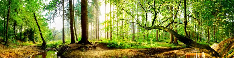 Idyllischer Wald mit Bach bei Sonnenaufgang von Günter Albers