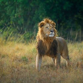 Poserende leeuw van Richard Guijt Photography