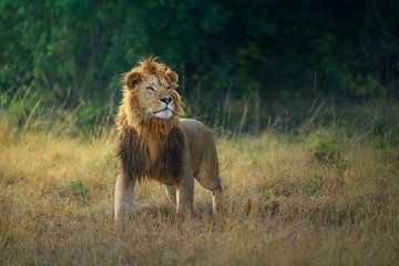 Posing lion
