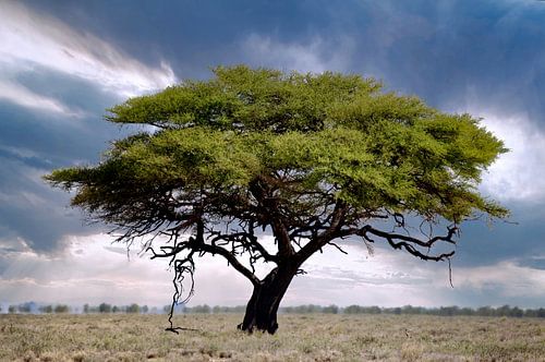 Tree in Etosha National Park, Namibia by WiWo
