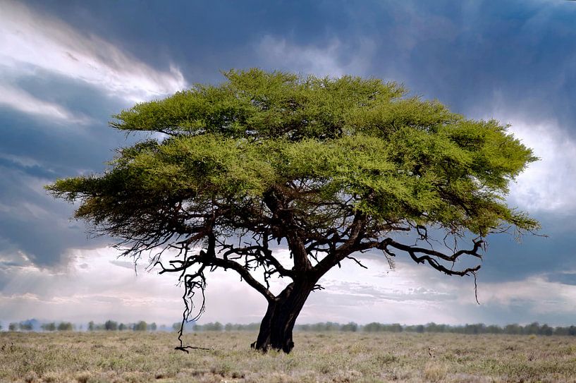 Baum im Etosha Nationalpark, Namibia von W. Woyke