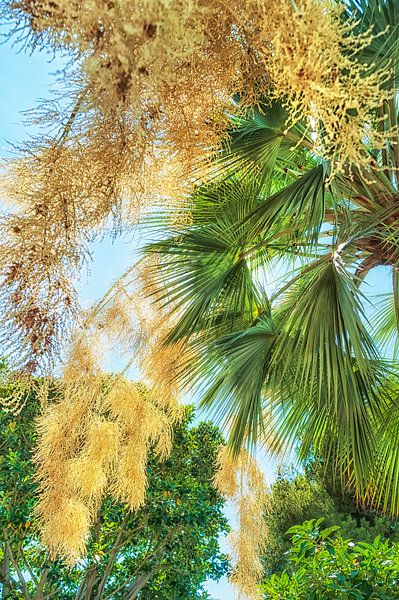 Feuilles de palmier vert par Anouschka Hendriks