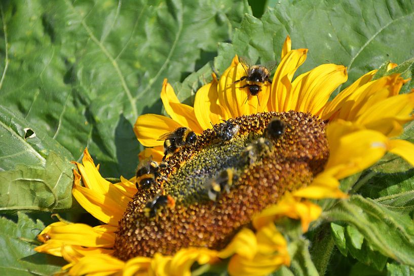 Pollenräuber 5 par Edgar Schermaul