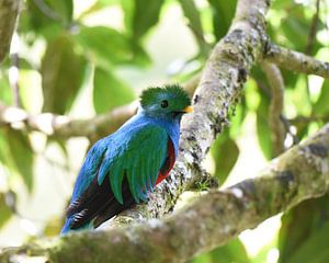 Quetzal (oiseau coloré d'Amérique centrale)