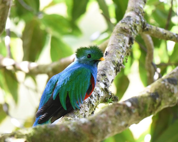Quetzal (bunter Vogel aus Mittelamerika) von Rini Kools