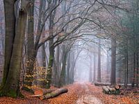 The timber woods