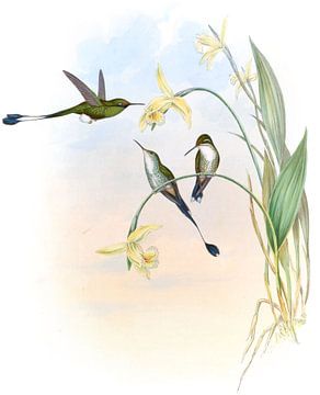 Ecuadoriaans racket-tail, John Gould van Hummingbirds