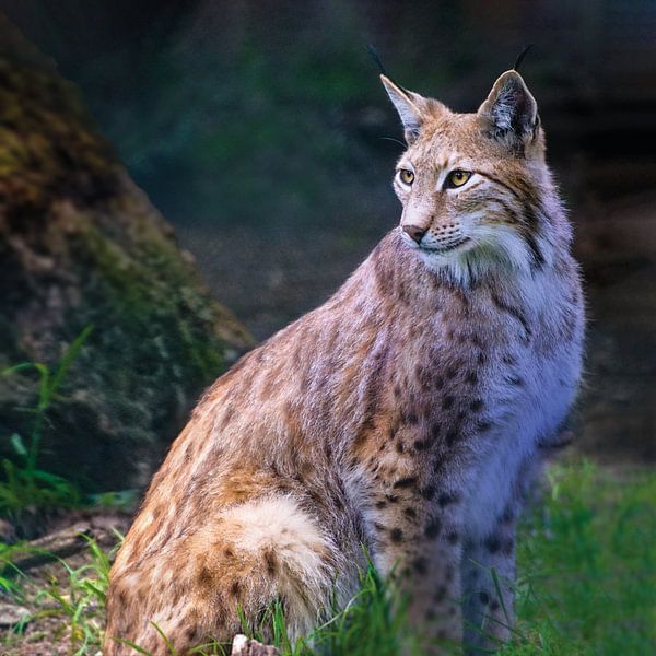 Lynx by Uwe Frischmuth