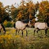 Konik paard in natuurgebied tijdens zonsondergang van Yvette Baur