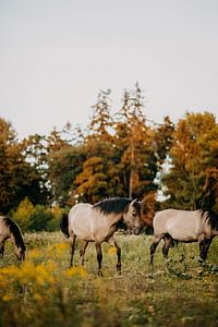 Konik paard in natuurgebied tijdens zonsondergang van Yvette Baur