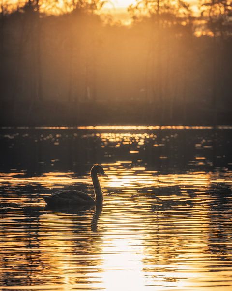Un cygne au coucher du soleil par Steffen Peters