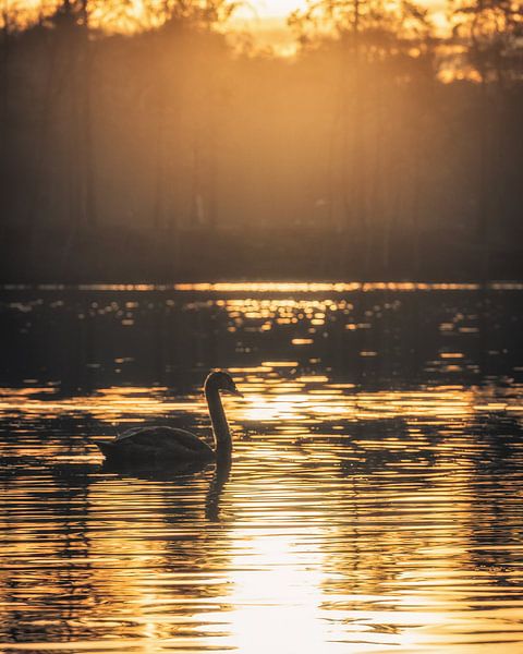 Zwaan bij zonsondergang van Steffen Peters