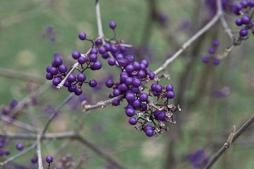 Paarse bessen aan een herfststruik in het park