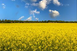 Rapeseed fields in the Netherlands.