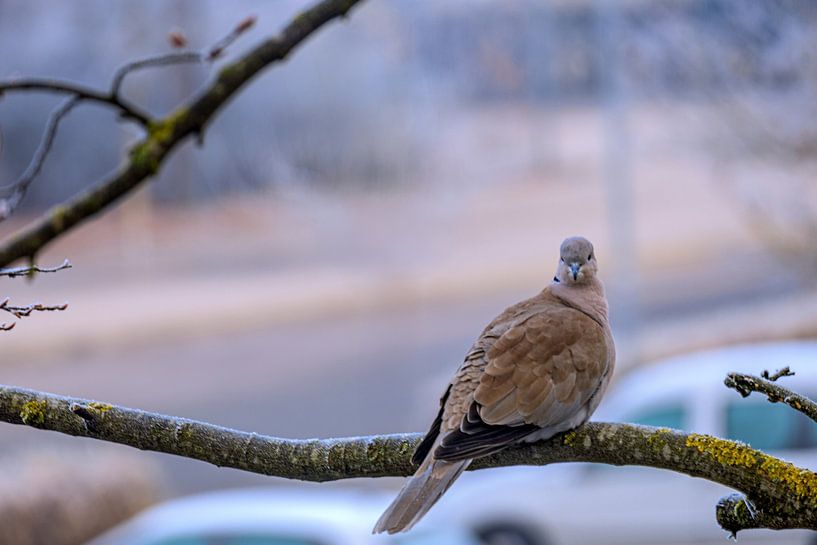 Winterruhe auf dem Ast von Photoart-Naegele