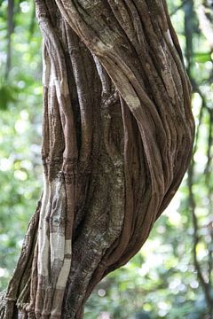 Detail shot of a vine by whmpictures .com