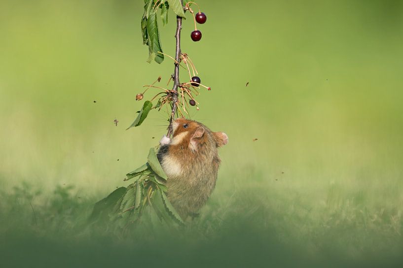 Europäischer Feldhamster von Vienna Wildlife