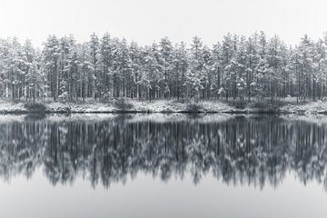 Winter bos van Yanuschka