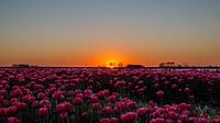 Zonsondergang over tulpenveld. van Anjo ten Kate thumbnail