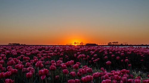 Coucher de soleil sur un champ de tulipes.
