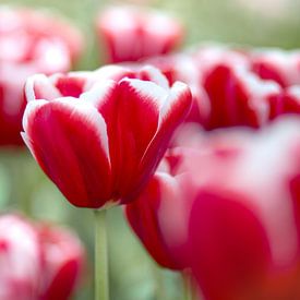 Tulipes sur Vliner Flowers