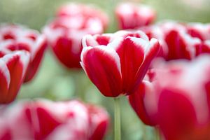 Tulipes sur Vliner Flowers