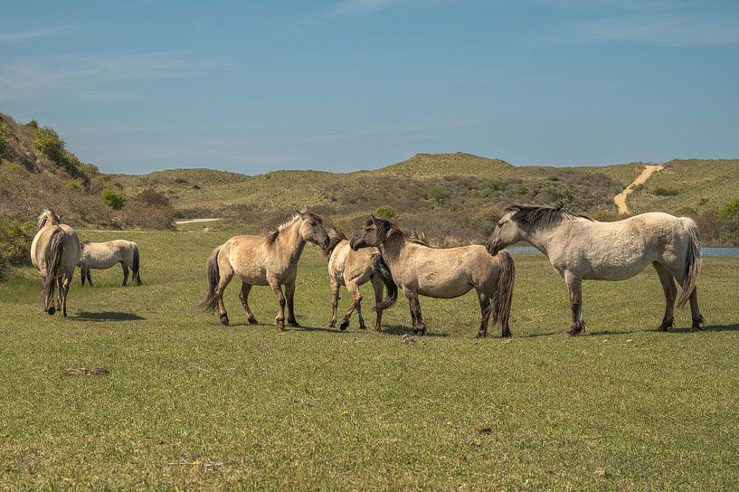 Konik horses in the Kennemer dunes, North Holland by Peter Bartelings