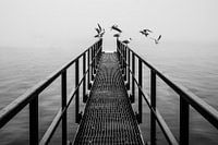 Jetée avec des mouettes volant dans le brouillard