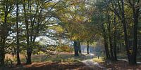 Autumnal day in Veluwezoom National Park