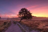 Heide landschap van Fotografie Ronald thumbnail