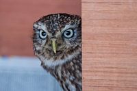 Stone Owl