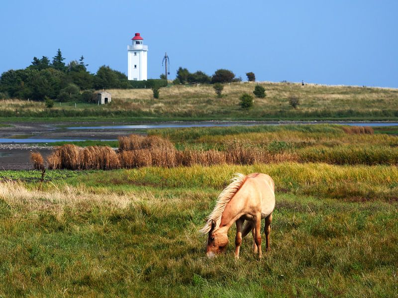 Pferd und Leuchtturm von Jörg Hausmann