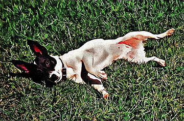 Schattige Jack Russell Terrier van Dorothy Berry-Lound
