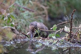 jonge Europese bever Zwabische Alb Baden Wuerttemberg Duitsland