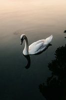 Schwan im Sonnenuntergang